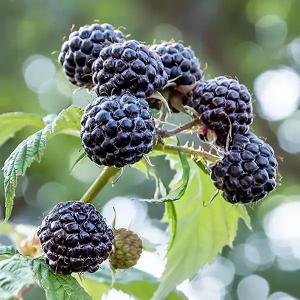 Black Jewel (fekete) málnatő